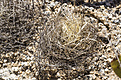 Нажмите на изображение для увеличения.

Название:	les 035 Pyrrhocactus sp.DSC05988.jpg
Просмотров:	259
Размер:	344.0 Кб
ID:	358374