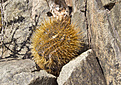 Нажмите на изображение для увеличения.

Название:	les 040 Copiapoa rupestris DSC06278.jpg
Просмотров:	238
Размер:	322.9 Кб
ID:	358375