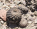 Нажмите на изображение для увеличения.

Название:	les 048 Thelocephala glabrescens DSC07112.jpg
Просмотров:	256
Размер:	315.5 Кб
ID:	358377