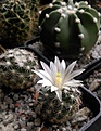 Нажмите на изображение для увеличения.

Название:	Mammillaria coahuilense_2.jpg
Просмотров:	219
Размер:	216.2 Кб
ID:	358401