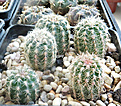 Нажмите на изображение для увеличения.

Название:	Gymnocalycium bruchii v. pawlovskyi VG-545.JPG
Просмотров:	440
Размер:	167.3 Кб
ID:	358409