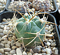 Нажмите на изображение для увеличения.

Название:	Gymnocalycium-catamarcense-VG-182.jpg
Просмотров:	453
Размер:	219.0 Кб
ID:	358410