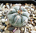 Нажмите на изображение для увеличения.

Название:	Gymnocalycium-prochazkianum-var.VG-1271.jpg
Просмотров:	437
Размер:	222.2 Кб
ID:	358411