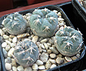 Нажмите на изображение для увеличения.

Название:	Gymnocalycium-morroense-LB-350.jpg
Просмотров:	452
Размер:	202.4 Кб
ID:	358412