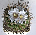 Нажмите на изображение для увеличения.

Название:	Echinofossulocactus_erectocentrus_SB286_10y.JPG
Просмотров:	208
Размер:	99.6 Кб
ID:	358431