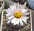 Нажмите на изображение для увеличения.

Название:	Pediocactus_RP103_9y.JPG
Просмотров:	219
Размер:	91.4 Кб
ID:	358433