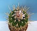 Нажмите на изображение для увеличения.

Название:	Echinofossulocactus pentacanthus.jpg
Просмотров:	231
Размер:	39.3 Кб
ID:	358464