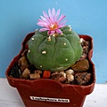 Нажмите на изображение для увеличения.

Название:	Lophophora fricii .jpg
Просмотров:	264
Размер:	35.7 Кб
ID:	358465
