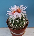 Нажмите на изображение для увеличения.

Название:	Turbinicarpus laui.jpg
Просмотров:	221
Размер:	32.4 Кб
ID:	358466