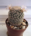 Нажмите на изображение для увеличения.

Название:	Mammillaria lasiacantha .jpg
Просмотров:	220
Размер:	36.0 Кб
ID:	358468