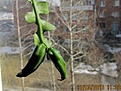 Нажмите на изображение для увеличения.

Название:	IMG_6865 (900x674).jpg
Просмотров:	488
Размер:	285.7 Кб
ID:	358469