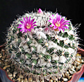 Нажмите на изображение для увеличения.

Название:	Mammillaria mendeliana.jpg
Просмотров:	212
Размер:	228.9 Кб
ID:	358475