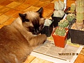 Нажмите на изображение для увеличения.

Название:	IMG_6985 (900x675).jpg
Просмотров:	221
Размер:	390.8 Кб
ID:	358514