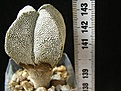 Нажмите на изображение для увеличения.

Название:	myriostigma_quadricostatum_ONZUKA_-_250p
Просмотров:	318
Размер:	192.9 Кб
ID:	358555
