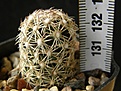 Нажмите на изображение для увеличения.

Название:	echinoidea_KKR355_-_175p
Просмотров:	294
Размер:	194.1 Кб
ID:	358638
