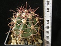 Нажмите на изображение для увеличения.

Название:	gracilis_coloratus_RUS137_-_180p
Просмотров:	292
Размер:	194.6 Кб
ID:	358680