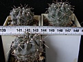 Нажмите на изображение для увеличения.

Название:	gibbosum_-_80p
Просмотров:	303
Размер:	178.6 Кб
ID:	358717