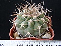 Нажмите на изображение для увеличения.

Название:	pugionacanthum_VG200_-_170p
Просмотров:	289
Размер:	201.3 Кб
ID:	358731