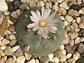 Нажмите на изображение для увеличения.

Название:	Lophophora williamsii.JPG
Просмотров:	157
Размер:	442.3 Кб
ID:	358747