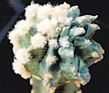 Нажмите на изображение для увеличения.

Название:	Ario,&amp;#215;Echinopsis CHIMERA.jpg
Просмотров:	487
Размер:	32.7 Кб
ID:	358790