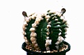 Нажмите на изображение для увеличения.

Название:	Echinopsis eyriesii&amp;#215;Ariocarpus retusus chimera2.jpg
Просмотров:	508
Размер:	16.3 Кб
ID:	358791