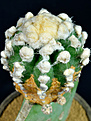 Нажмите на изображение для увеличения.

Название:	Echinopsis eyriesii&amp;#215;Ariocarpus retusus 5.jpg
Просмотров:	491
Размер:	93.1 Кб
ID:	358792