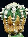 Нажмите на изображение для увеличения.

Название:	Echinopsis eyriesii&amp;#215;Ariocarpus retusus 6.jpg
Просмотров:	489
Размер:	113.0 Кб
ID:	358793