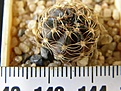 Нажмите на изображение для увеличения.

Название:	arachnacantha_-_60p
Просмотров:	304
Размер:	186.8 Кб
ID:	358832