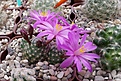 Нажмите на изображение для увеличения.

Название:	MAMMILLARIA goldii 2015 2.jpg
Просмотров:	178
Размер:	354.6 Кб
ID:	358882