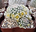 Нажмите на изображение для увеличения.

Название:	MAMMILLARIA roemeri 2015.jpg
Просмотров:	178
Размер:	287.6 Кб
ID:	358883