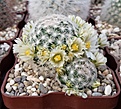 Нажмите на изображение для увеличения.

Название:	MAMMILLARIA roemeri 2015.jpg
Просмотров:	161
Размер:	287.6 Кб
ID:	358883