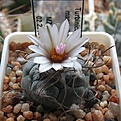 Нажмите на изображение для увеличения.

Название:	Turbinicarpus_macrochele_MZ700_6y.JPG
Просмотров:	176
Размер:	110.1 Кб
ID:	358884
