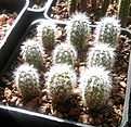 Нажмите на изображение для увеличения.

Название:	Gymnocalycium bruchii niveum OF 25-80.jpg
Просмотров:	234
Размер:	237.6 Кб
ID:	358911