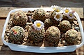 Нажмите на изображение для увеличения.

Название:	pediocactus knowltonii.jpg
Просмотров:	180
Размер:	312.9 Кб
ID:	358913
