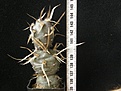 Нажмите на изображение для увеличения.

Название:	articulatus_papyracanthus_VG193_-_400p
Просмотров:	300
Размер:	214.4 Кб
ID:	358930