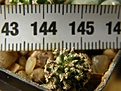 Нажмите на изображение для увеличения.

Название:	gracilis_-_30p
Просмотров:	292
Размер:	152.7 Кб
ID:	358935