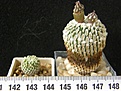 Нажмите на изображение для увеличения.

Название:	pseudoopectinatus_-_50,250p
Просмотров:	299
Размер:	189.6 Кб
ID:	358938