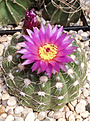 Нажмите на изображение для увеличения.

Название:	Notocactus uebelmannianus.jpg
Просмотров:	173
Размер:	389.6 Кб
ID:	358941