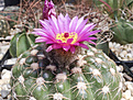 Нажмите на изображение для увеличения.

Название:	Notocactus uebelmannianus_2.jpg
Просмотров:	175
Размер:	376.6 Кб
ID:	358942