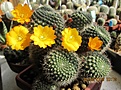 Нажмите на изображение для увеличения.

Название:	IMG_7163 (1000x742).jpg
Просмотров:	170
Размер:	498.9 Кб
ID:	358944