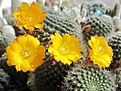 Нажмите на изображение для увеличения.

Название:	IMG_7164 (1000x749).jpg
Просмотров:	180
Размер:	417.0 Кб
ID:	358945
