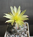 Нажмите на изображение для увеличения.

Название:	Copiapoa_humilis_KH1058_6y.JPG
Просмотров:	206
Размер:	106.0 Кб
ID:	358958