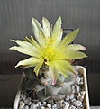 Нажмите на изображение для увеличения.

Название:	Copiapoa_humilis_KH1058_6y.JPG
Просмотров:	172
Размер:	106.0 Кб
ID:	358958