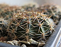 Нажмите на изображение для увеличения.

Название:	Echinopsis ancistrophora.JPG
Просмотров:	1853
Размер:	159.2 Кб
ID:	358992