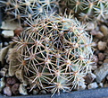 Нажмите на изображение для увеличения.

Название:	Echinopsis ancistrophora top.JPG
Просмотров:	1692
Размер:	157.6 Кб
ID:	358993