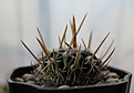 Нажмите на изображение для увеличения.

Название:	Efc. phyllacanthus SB107.JPG
Просмотров:	1832
Размер:	164.8 Кб
ID:	358995