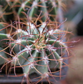 Нажмите на изображение для увеличения.

Название:	Melocactus glaucescens HU219 top.JPG
Просмотров:	1697
Размер:	175.8 Кб
ID:	359006