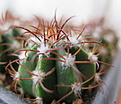 Нажмите на изображение для увеличения.

Название:	Melocactus matanzanus.JPG
Просмотров:	1828
Размер:	161.9 Кб
ID:	359007