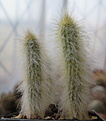 Нажмите на изображение для увеличения.

Название:	Micranthocereus densiflorus HU221.JPG
Просмотров:	1918
Размер:	174.6 Кб
ID:	359009