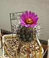 Нажмите на изображение для увеличения.

Название:	Gymnocactus_booleanus_MZ643_8y.JPG
Просмотров:	228
Размер:	119.2 Кб
ID:	359024